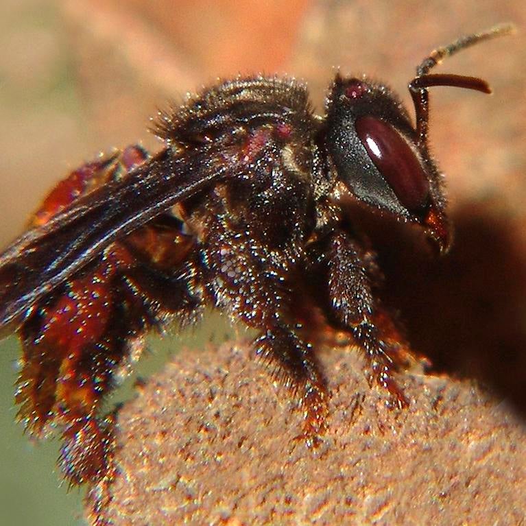 trigona bee